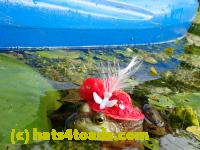 /home//u458753944/public_html/sourcegallery///Frogs/More bullfrogs/P8180177.JPG
